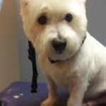 Cody