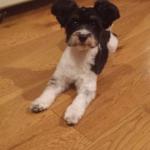 Oreo