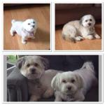 Cookie & Bella